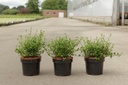 Ceanothus impressus 'Victoria' cont. 3,6L 30-40 cm +B