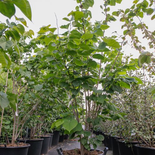 [P] Cercis chinensis 'Avondale' cont. 35L 150/+ cm