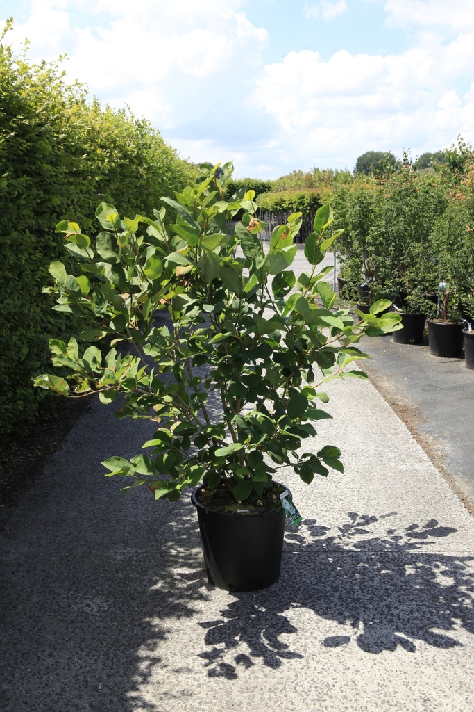 [P] Cercis chinensis 'Avondale' cont. 35L 150/+ cm