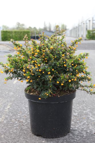 Berberis buxifolia 'Nana' cont. 10L 40/+ cm +ф