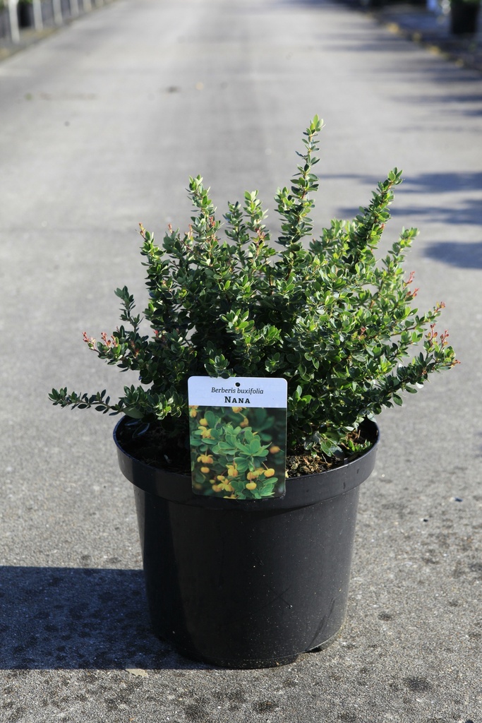 [P] Berberis buxifolia 'Nana' cont. 10L 40/+ cm +ф