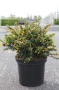 Berberis buxifolia 'Nana' cont. 10L 40/+ cm +p