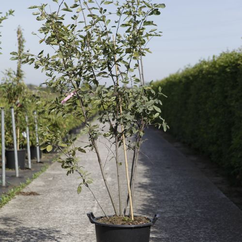 Amelanchier lamarckii cont. 30L 150/+ cm Multistamm