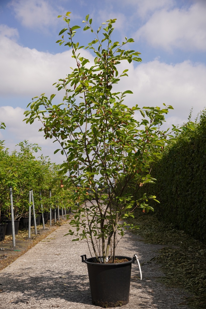 [P] Amelanchier lamarckii cont. 30L 150/+ cm Multistamm