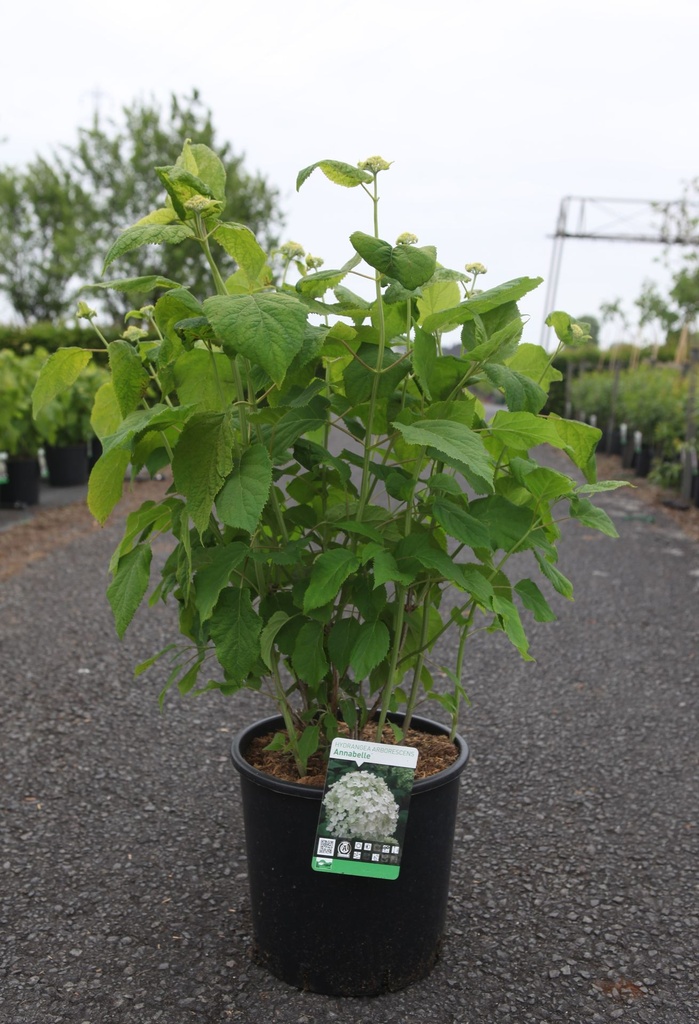 Hydrangea arborescens 'Annabelle' cont. 12L 60-80 cm +f