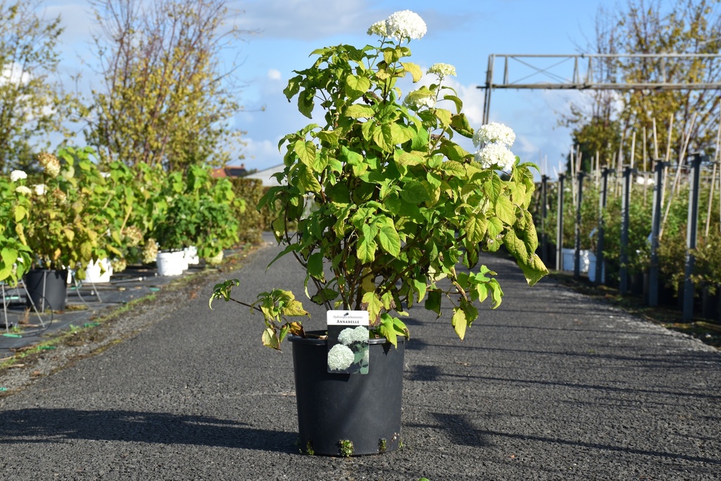 Hydrangea arborescens 'Annabelle' cont. 12L 60-80 cm +f