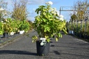 Hydrangea arborescens 'Annabelle' cont. 12L 60-80 cm +f
