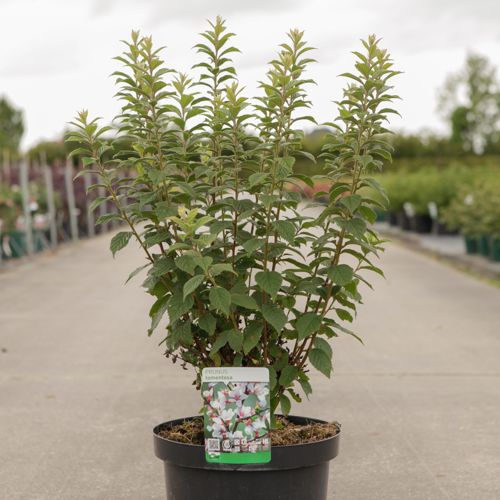 [P] Prunus tomentosa cont. 10L 40-50 cm +ф
