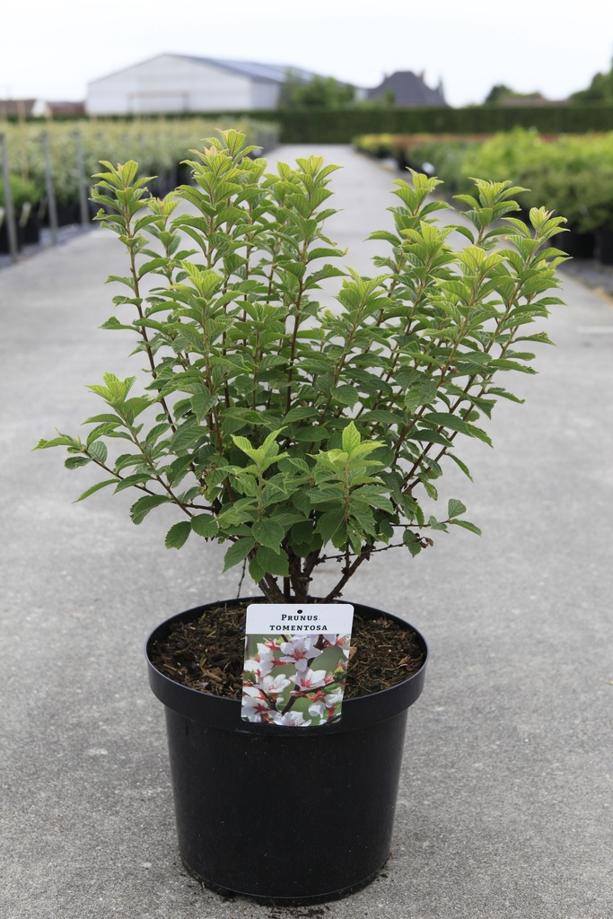 [P] Prunus tomentosa cont. 10L 40-50 cm +p