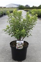 Prunus tomentosa cont. 10L 40-50 cm +ф