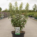 Prunus tomentosa cont. 10L 40-50 cm +p