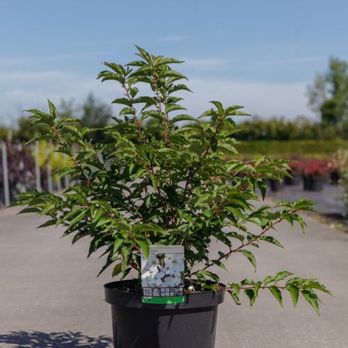 Prunus nipponica 'Brilliant' cont. 10L 60-80 cm +ф