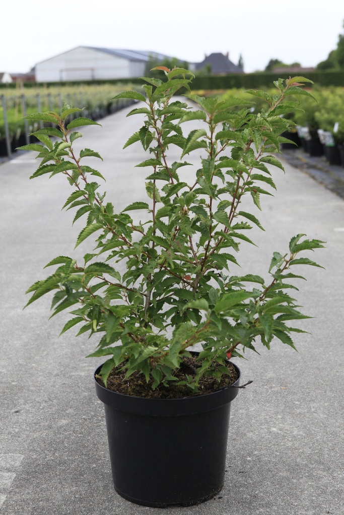 [P] Prunus nipponica 'Brilliant' cont. 10L 60-80 cm +f