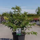 Prunus nipponica 'Brilliant' cont. 10L 60-80 cm +ф