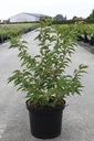 Prunus nipponica 'Brilliant' cont. 10L 60-80 cm +f