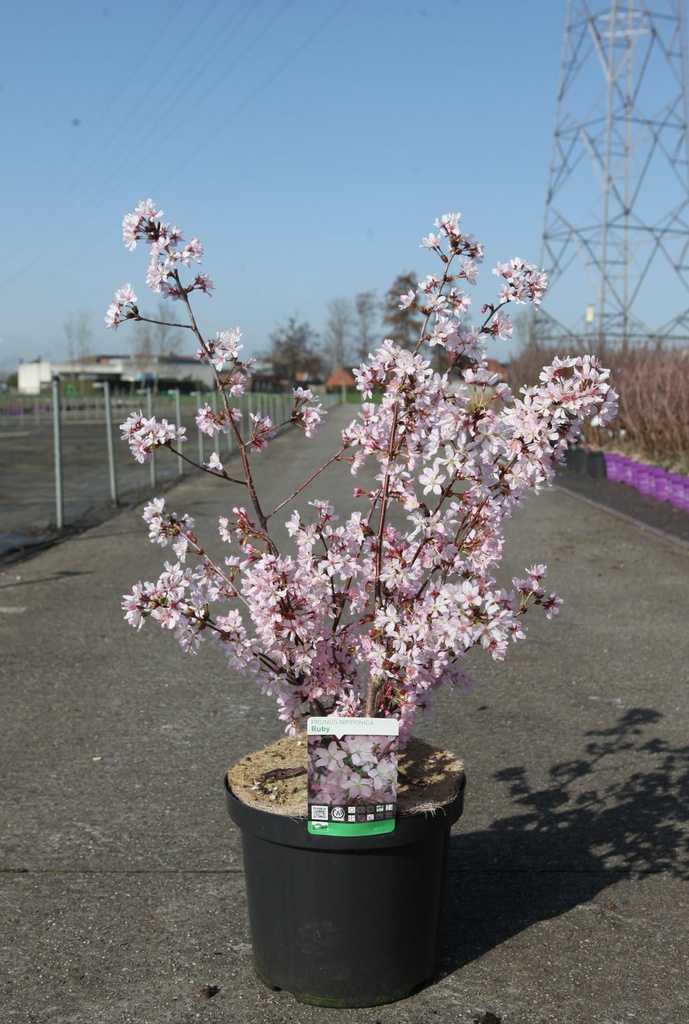 [P] Prunus nipponica 'Ruby' cont. 10L 60/+ cm +B