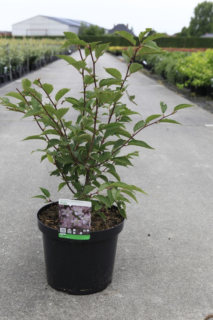 Prunus nipponica 'Ruby' cont. 10L 60/+ cm +f