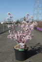Prunus nipponica 'Ruby' cont. 10L 60/+ cm +ф