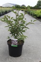 Prunus nipponica 'Ruby' cont. 10L 60/+ cm +p