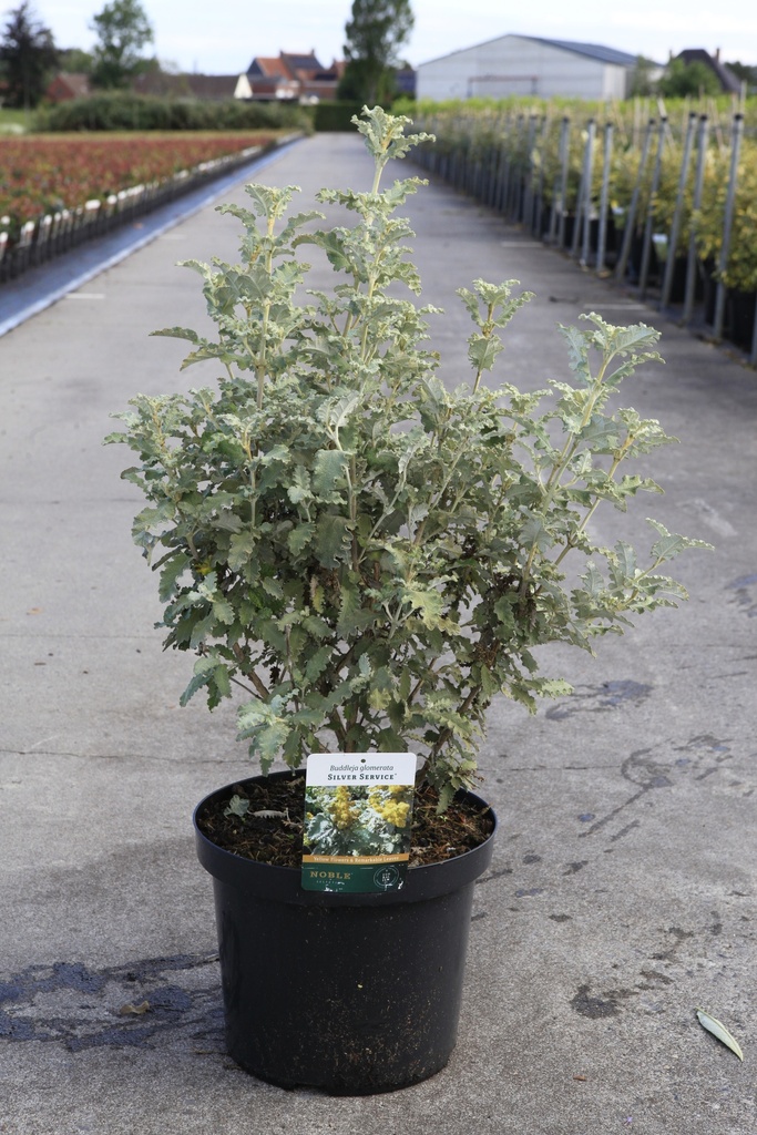 [P] Buddleja glomerata 'Silver Service' cont. 10L 50-60 cm +f
