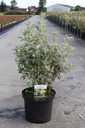 Buddleja glomerata 'Silver Service' cont. 10L 50-60 cm +B