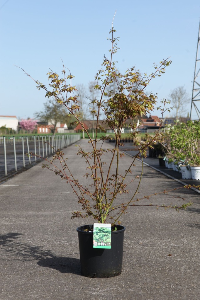 [P] Acer palmatum cont. 12L 80-100 cm +ф