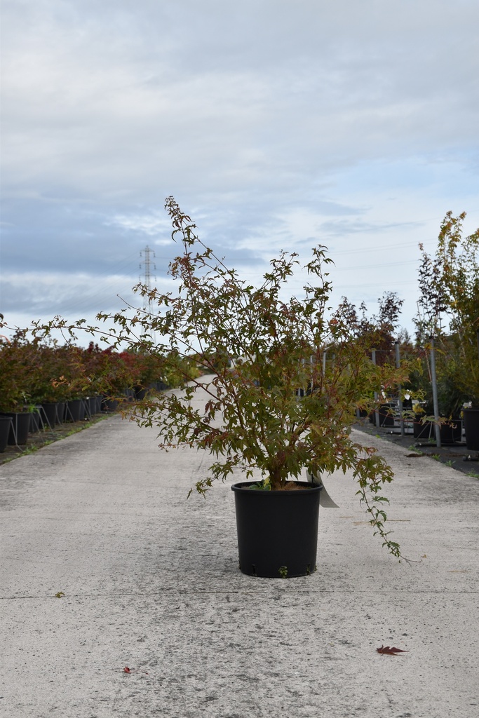 [P] Acer palmatum cont. 12L 80-100 cm +f