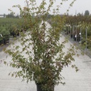 Acer palmatum cont. 12L 80-100 cm +p
