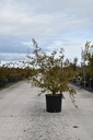 Acer palmatum cont. 12L 80-100 cm +p