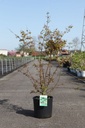 Acer palmatum cont. 12L 80-100 cm +p
