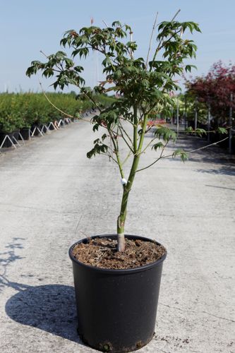 [P] Acer palmatum 'Osakazuki' cont. 18L 100/+ cm +ф
