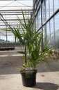 Trachycarpus fortunei cont. 7,5L 40/+ cm