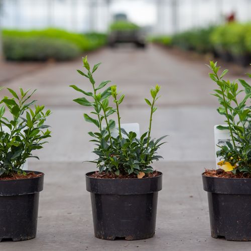 Sarcococca confusa cont. 3L 30-40 cm +ф