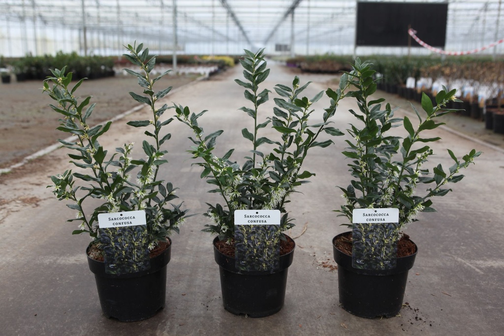Sarcococca confusa cont. 3L 30-40 cm +p