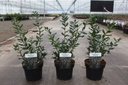 Sarcococca confusa cont. 3L 30-40 cm +B