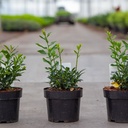 Sarcococca confusa cont. 3L 30-40 cm +p