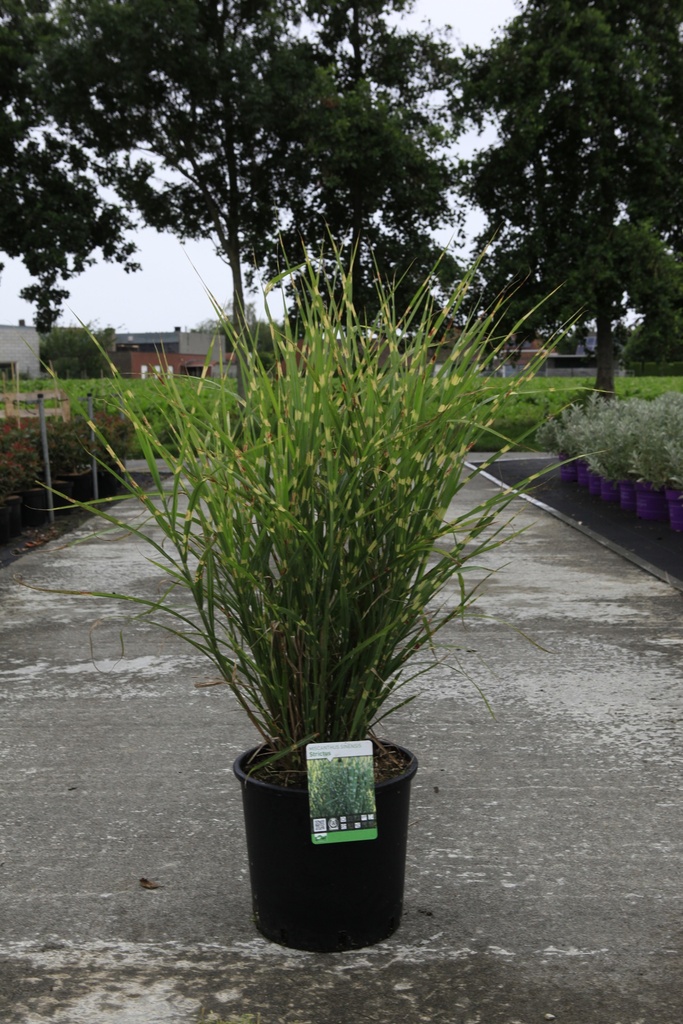 Miscanthus sinensis 'Strictus (Zebrinus)' Kont. 12L +B