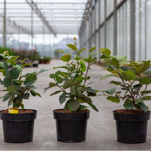 Fothergilla major cont. 3L 30/+ cm +B