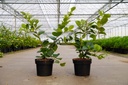 Fothergilla major cont. 3L 30/+ cm +f