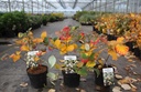 Fothergilla major cont. 3L 30/+ cm +p