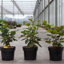 Fothergilla major cont. 3L 30/+ cm +p