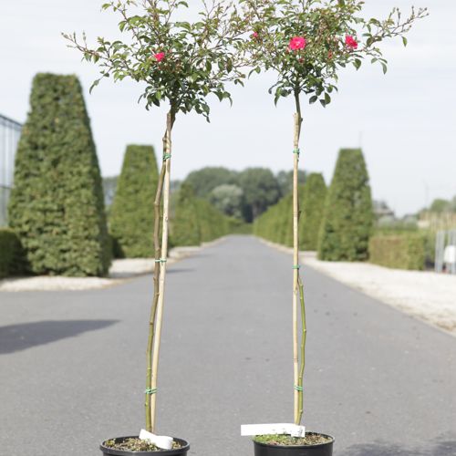 [P] Rosa 'Fairy Queen®' cont. 7L haut 100 cm tige +p