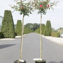 Rosa 'Fairy Queen®' cont. 7L high 100 cm standard +p