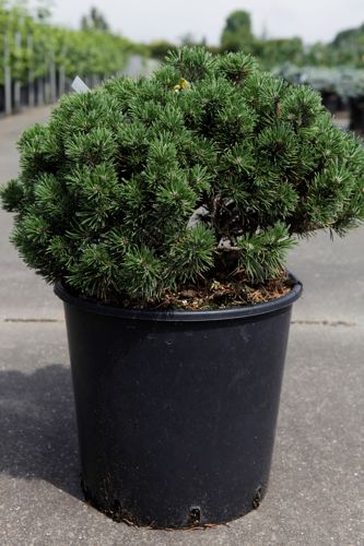 [P] Pinus mugo 'Mops' cont. 15L 40/+ cm