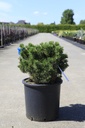 Pinus mugo 'Mops' cont. 15L 40/+ cm