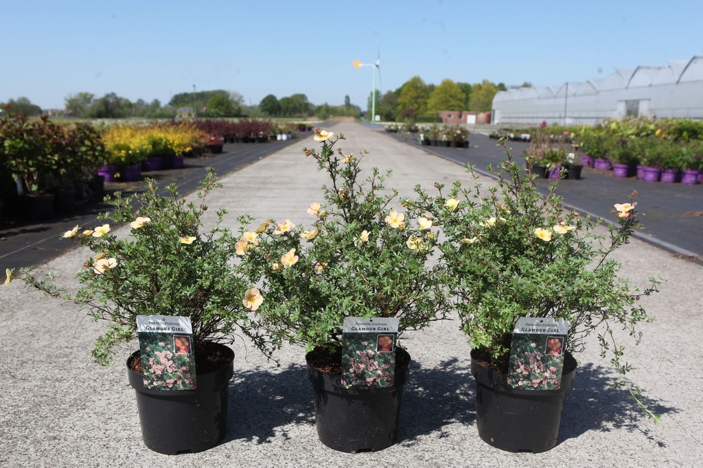 [P] Potentilla fruticosa GLAMOUR GIRL (PBR) cont. 3,6L 30/+ cm +B
