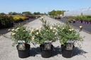 Potentilla fruticosa GLAMOUR GIRL (PBR) cont. 3,6L 30/+ cm +ф