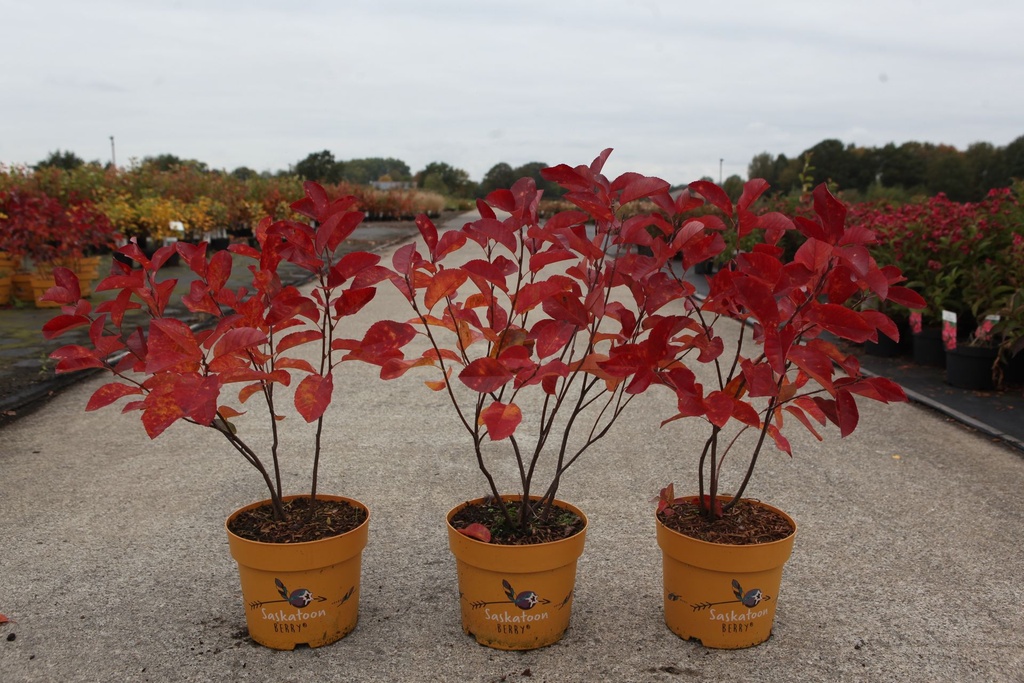 Amelanchier 'Saskatoon® Berry' cont. 4,5L 40-50 cm +ф