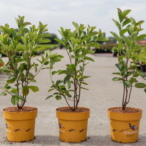 Amelanchier 'Saskatoon® Berry' cont. 4,5L 40-50 cm +ф