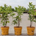 Amelanchier 'Saskatoon® Berry' cont. 4,5L 40-50 cm +ф